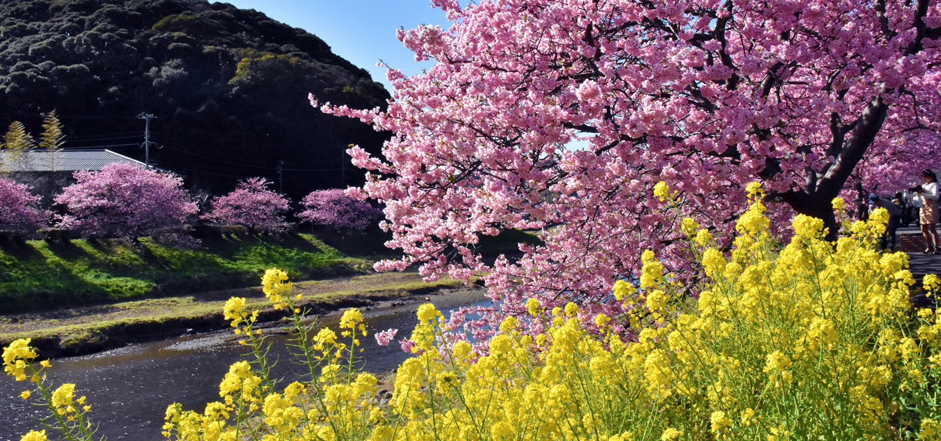 南伊豆町の桜景色
